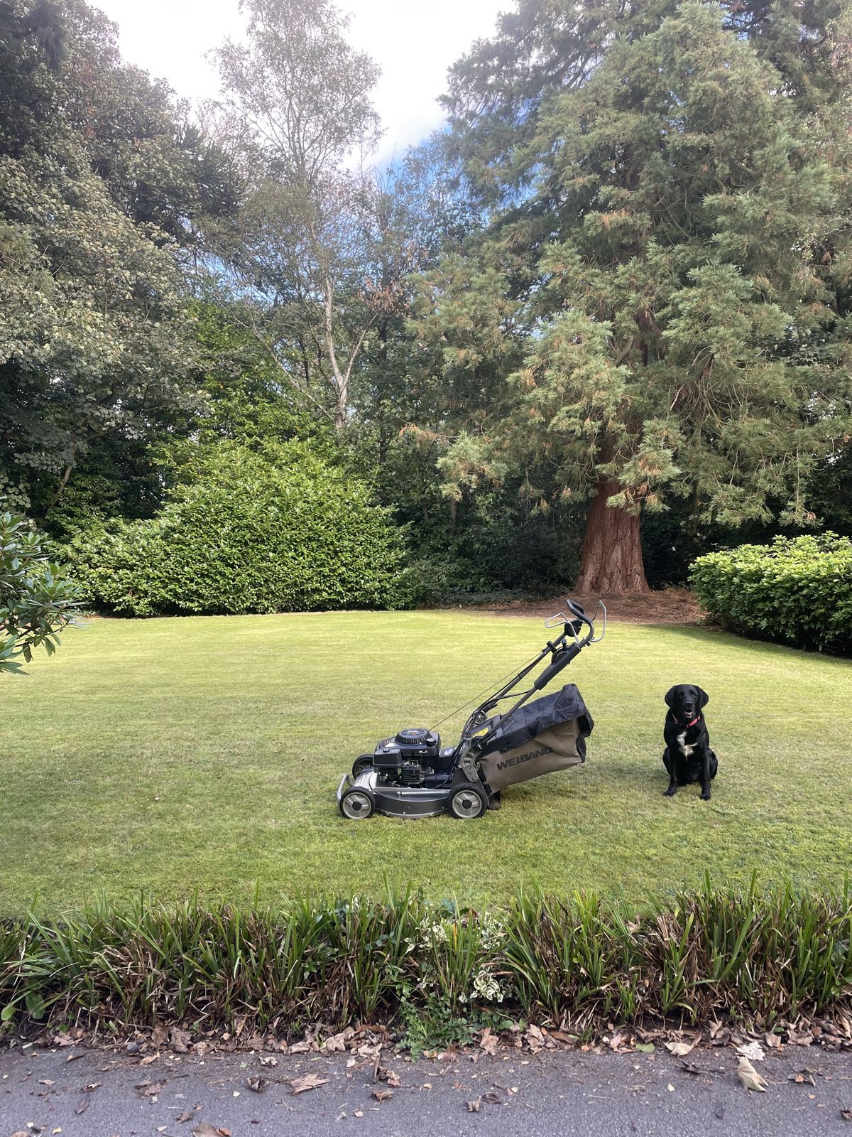 A mower parked on a big lawn with a black Labrador sitting beside it