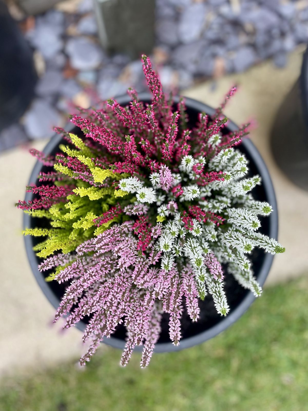 A pot of pink, white and lime heather seen from above