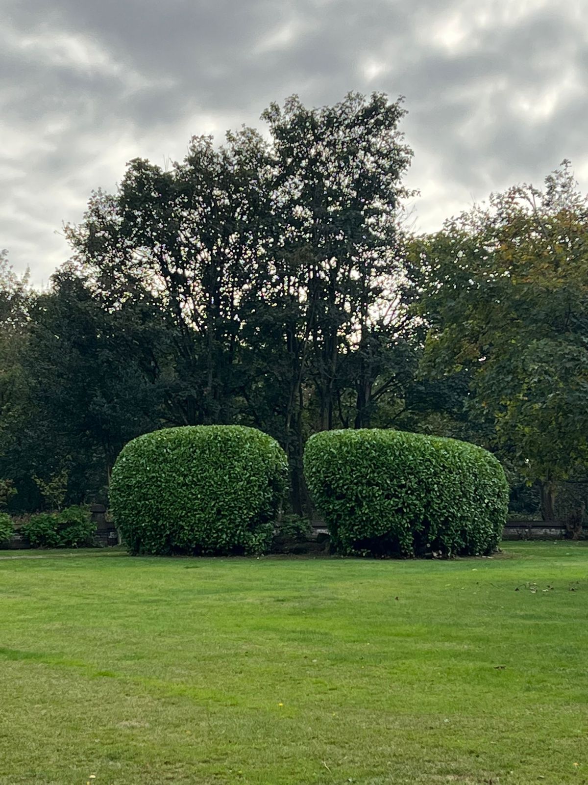 Two clipped dome hedges on a neatly kept lawn