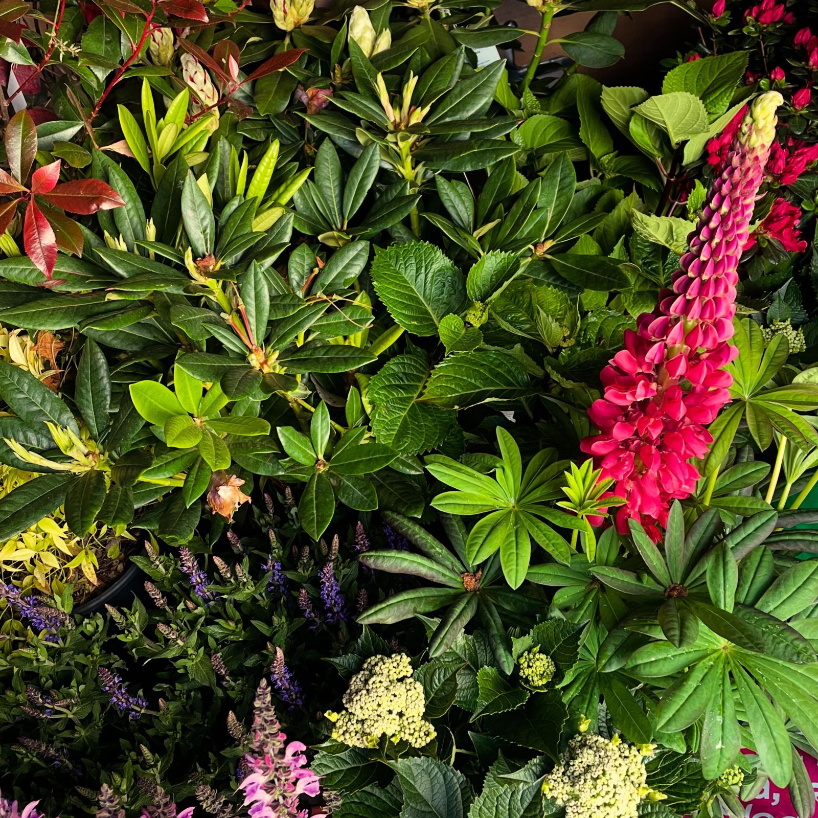 A pink lupin in flower among glossy leaves in a planted border